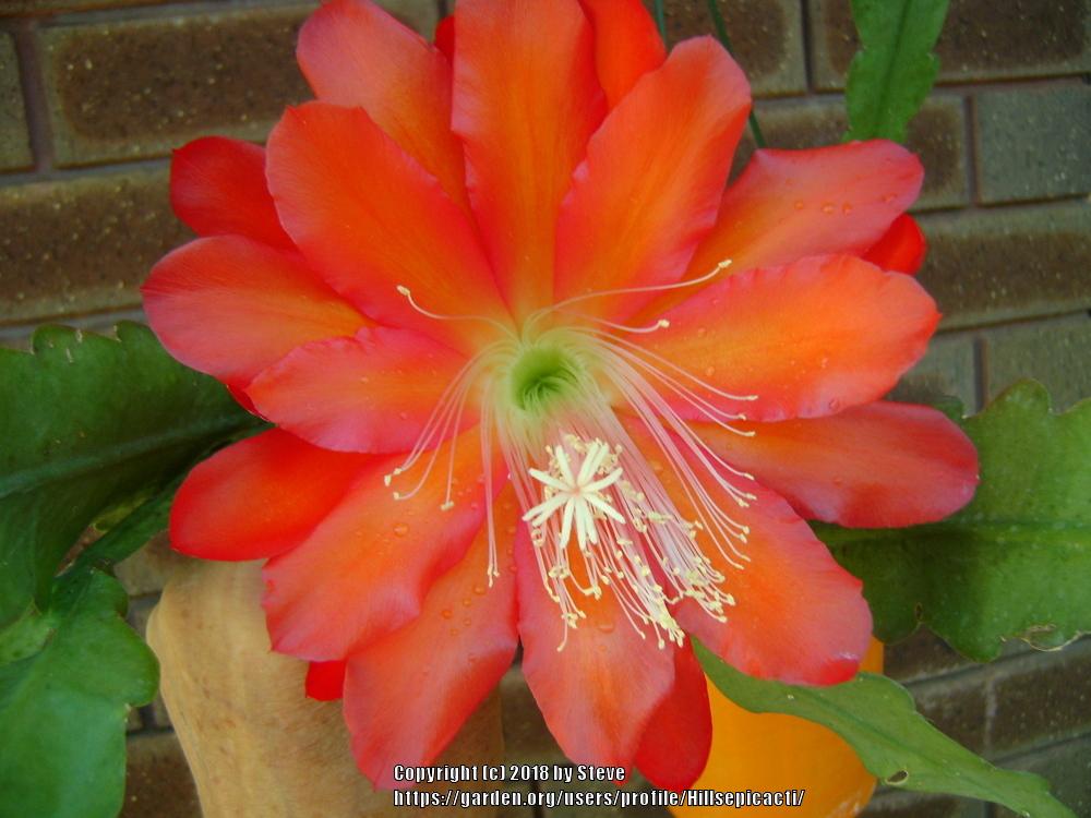 Photo of Hybrid Epiphyllum (Epiphyllum 'Amber Queen') uploaded by Hillsepicacti