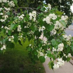 Location: Downingtown, Pennsylvania
Date: 2014-06-07
close-up of flower clusters