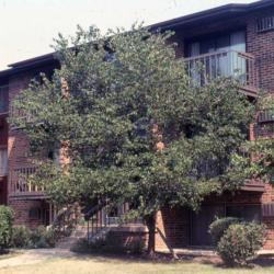 Location: Batavia, Illinois
Date: summer of the 1980's
tree at an apartment complex