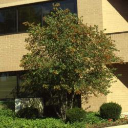 Location: DeKalb, Illinois
Date: September in the 1980's
tree at a building foundation