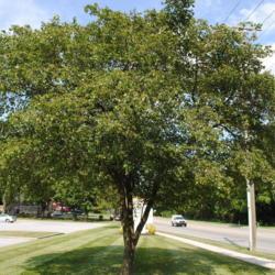 Location: Downingtown, Pennsylvania
Date: 2010-07-27
a planted tree in a landscape