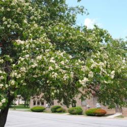 Location: Downingtown, Pennsylvania
Date: 2014-06-07
side of tree in bloom