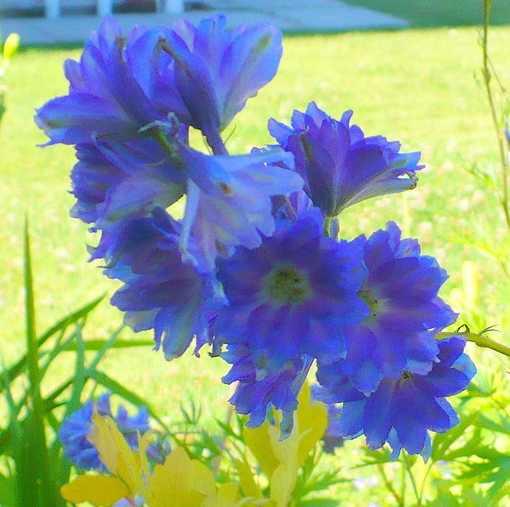 Photo of Larkspur (Delphinium elatum New Millennium™ Blue Lace) uploaded by HemNorth