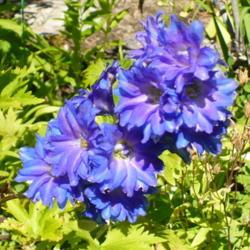 Location: Nora's Garden - Castlegar, B.C. 
Date: 2017-07-30
 - 1:33 pm. A wonderful blend of blue and violet.