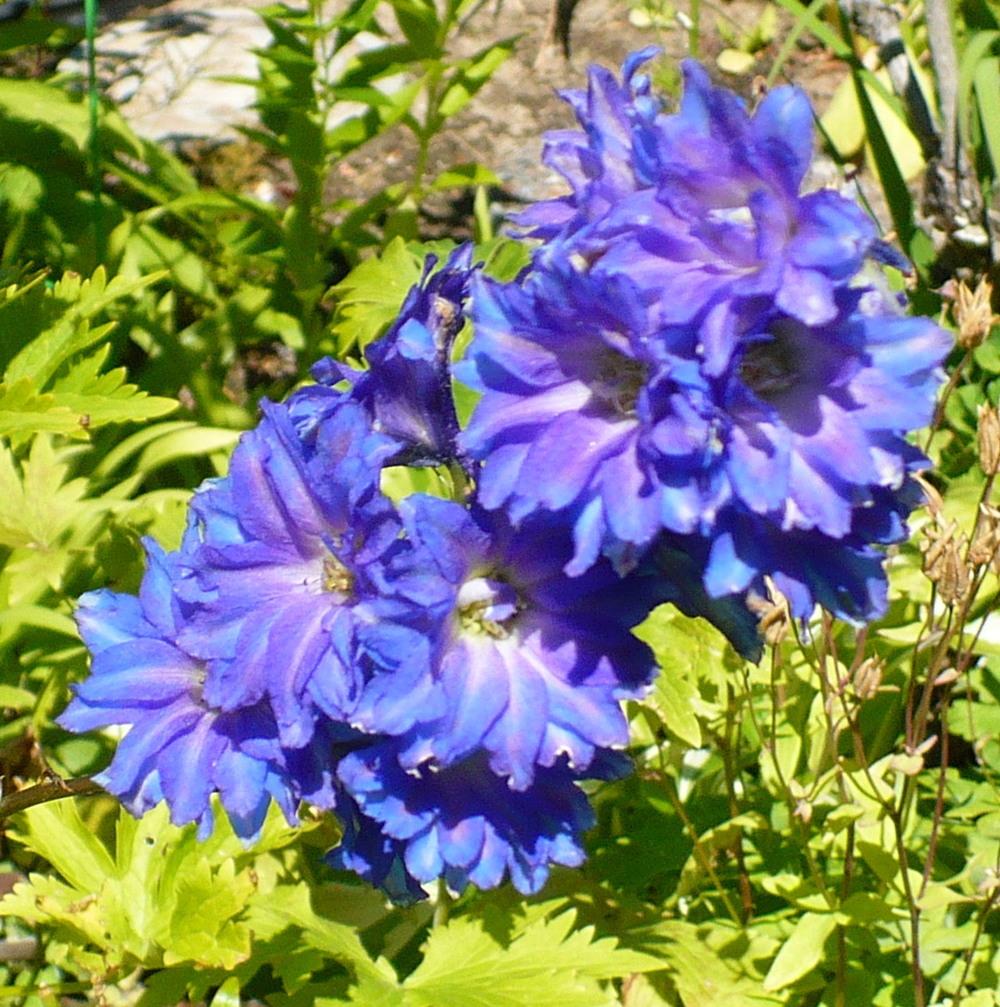 Photo of Larkspur (Delphinium elatum New Millennium™ Blue Lace) uploaded by HemNorth