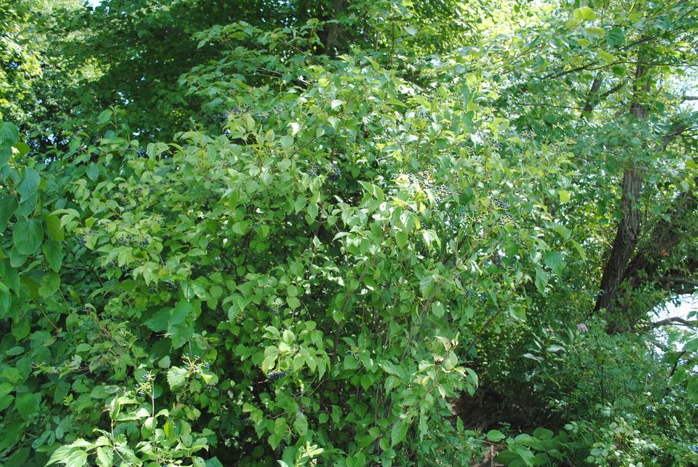 Photo of Arrowwood Viburnum (Viburnum dentatum) uploaded by ILPARW