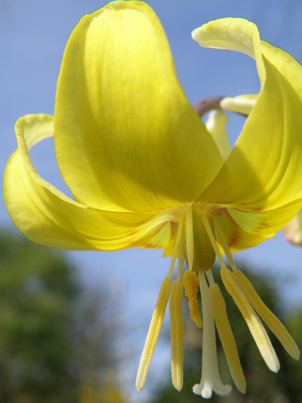 Photo of Trout Lily (Erythronium 'Pagoda') uploaded by IrisLilli