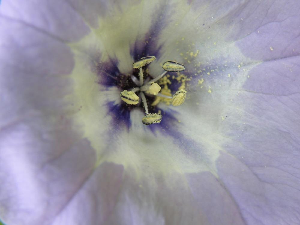Photo of Shoofly Plant (Nicandra physalodes) uploaded by IrisLilli