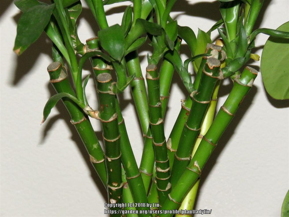 Photo of Lucky Bamboo (Dracaena sanderiana) uploaded by plantladylin