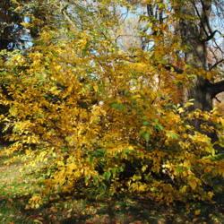 Location: Tyler Arboretum in southeast PA near Media
Date: 2010-10-28
shrub almost complete in fall color