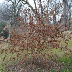 Location: Tyler Arboretum in southeast PA near Media
Date: 2012-02-15
shrub with old brown leaves still attached