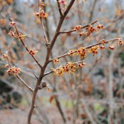 Location: Tyler Arboretum in southeast PA near Media
Date: 2012-02-15
branch with flowers