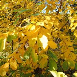 Location: Tyler Arboretum in southeast PA near Media
Date: 2010-10-28
autumn leaves