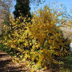 Location: Tyler Arboretum in southeast PA near Media
Date: 2010-10-28
taller specimen in autumn color