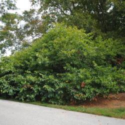 Location: Longwood Gardens in southeast Pennsylvania
Date: 2014-10-03
full-grown shrub in summer