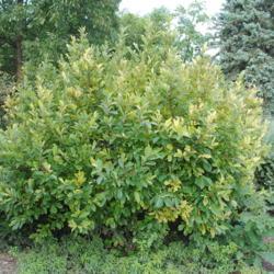Location: Glen Ellyn, Illinois
Date: 2010-08-20
shrub in landscape with a little chlorosis