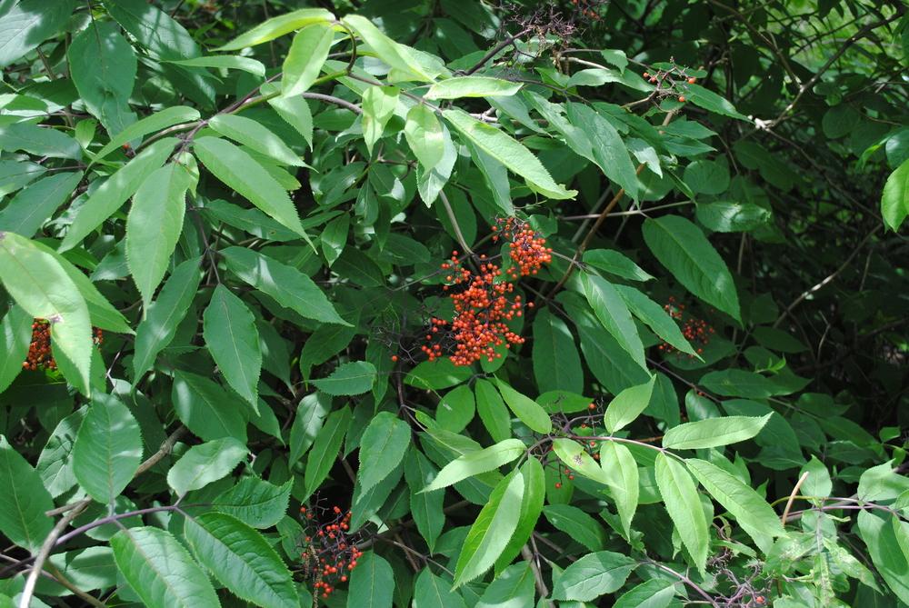 Photo of Red Elderberry (Sambucus racemosa subsp. racemosa) uploaded by ILPARW