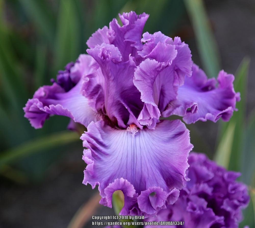 Irises Plant Care and Collection of Varieties