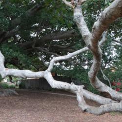Location: Mick Ryan Park, Milton, N.S.W., Australia
Date: 2015-03-15
long arm branches coming away from the trunk