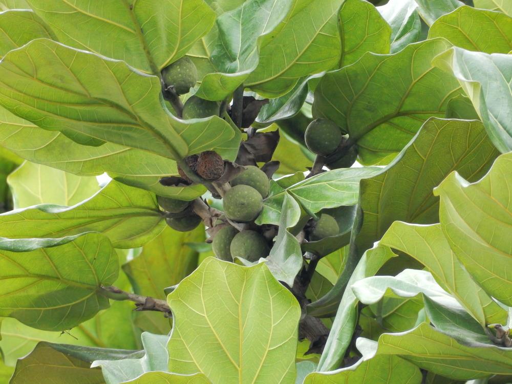 Photo of Fiddle Leaf Fig (Ficus lyrata) uploaded by tofitropic