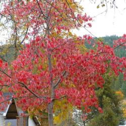 Location: Riverview, Robson, B.C.   
Date: 2012-10-16
3:11 pm. The leaves end up with a reddish Fall colour.
