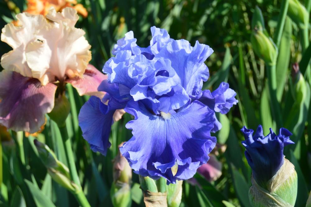 Photo of Tall Bearded Iris (Iris 'Adriatic Waves') uploaded by KentPfeiffer