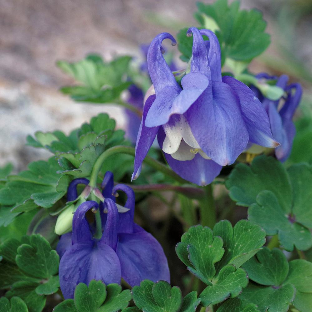 Photo of Fan Columbine (Aquilegia japonica) uploaded by dirtdorphins