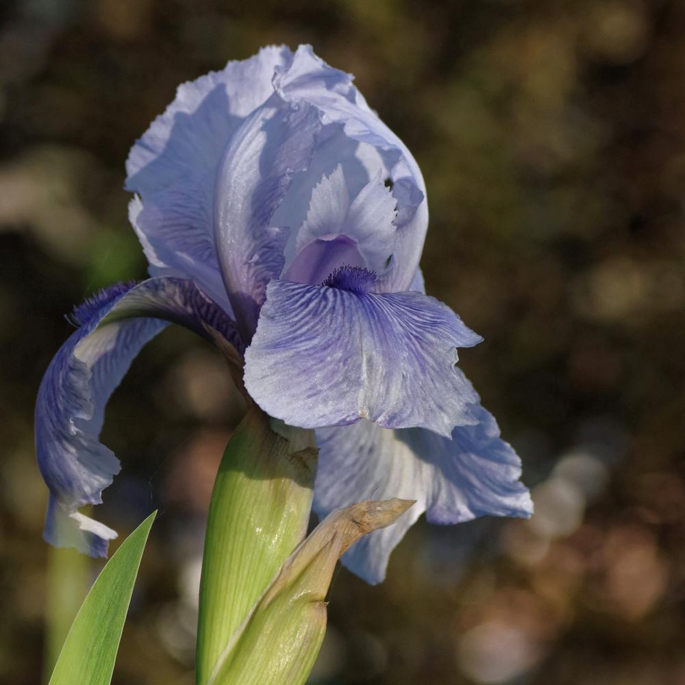 Photo of Arilbred Iris (Iris 'Tul Kerem') uploaded by dirtdorphins