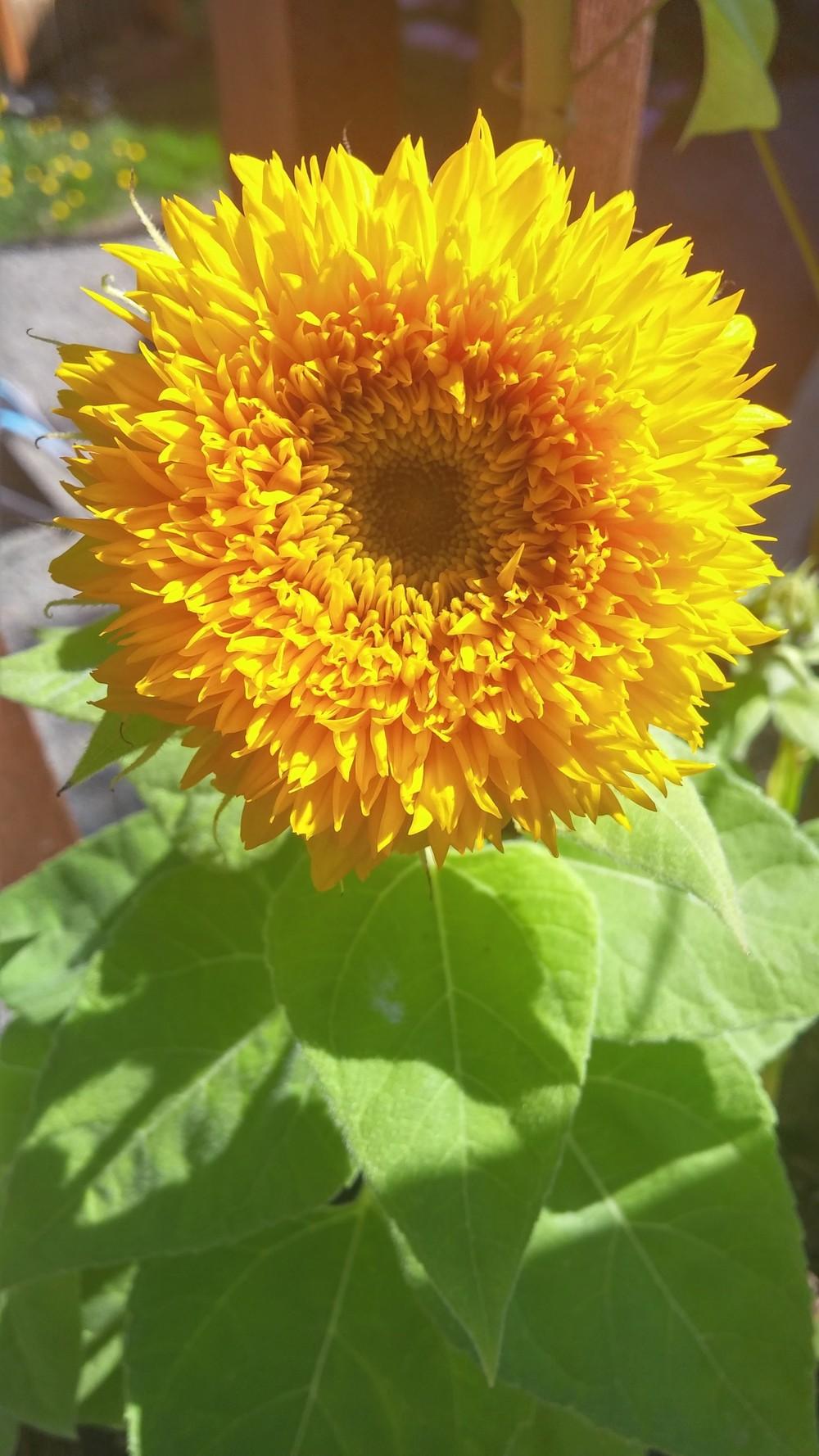 Photo of Dwarf Sunflower (Helianthus annuus 'Teddy Bear') uploaded by missmaven