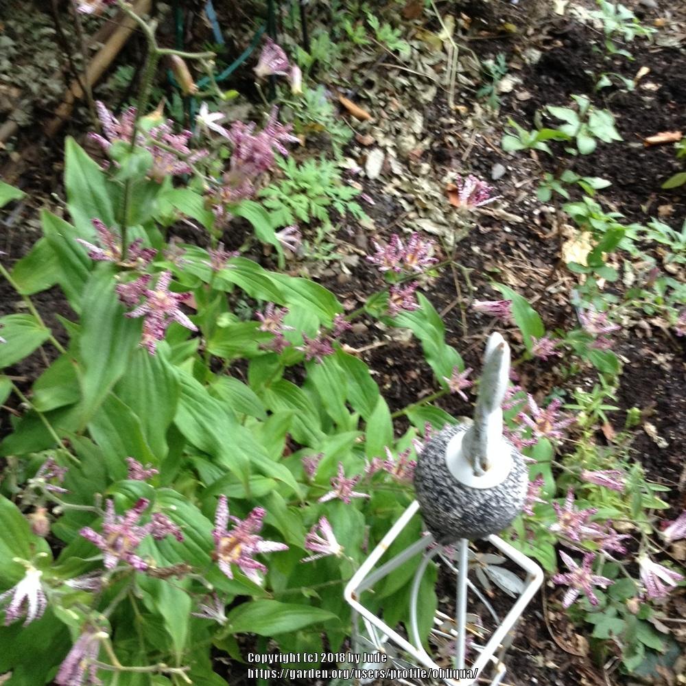 Photo of Japanese Toad Lily (Tricyrtis hirta) uploaded by obliqua