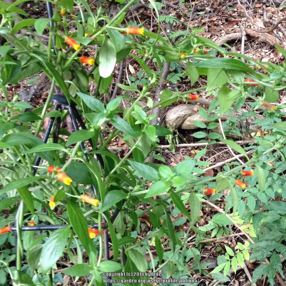 Photo of Candy Corn Vine (Manettia luteorubra) uploaded by obliqua