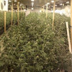 Location: Seattle, Wa
Date: 2017
Mass cultivation of Cannabis. of the Cannabaceae Family. Hybrid.