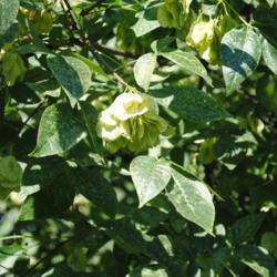 Location: Morton Arboretum in Lisle, Illinois
Date: 2014-08-13
fruit clusters and leaves