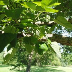 Location: Morton Arboretum in Lisle, Illinois
Date: 2016-07-18
summer foliage