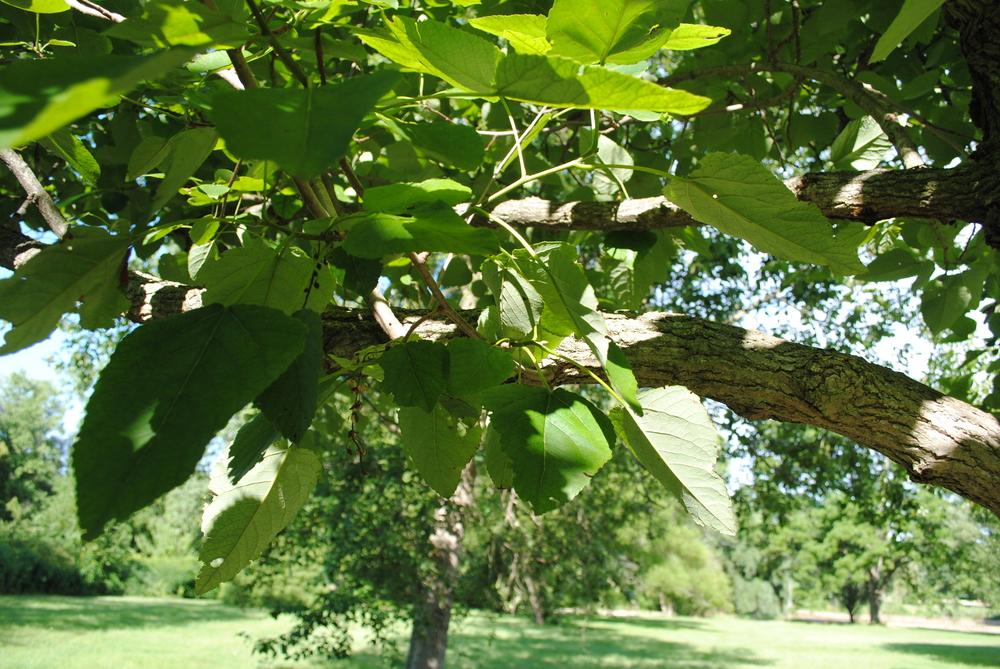 Photo of Swamp Cottonwood (Populus heterophylla) uploaded by ILPARW