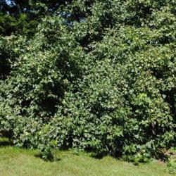 Location: Morton Arboretum in Lisle, Illinois
Date: 2014-08-13
large shrub - small tree in summer