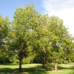 Location: Morton Arboretum on west side, in Lisle, IL
Date: 2016-07-18
maturing planted trees