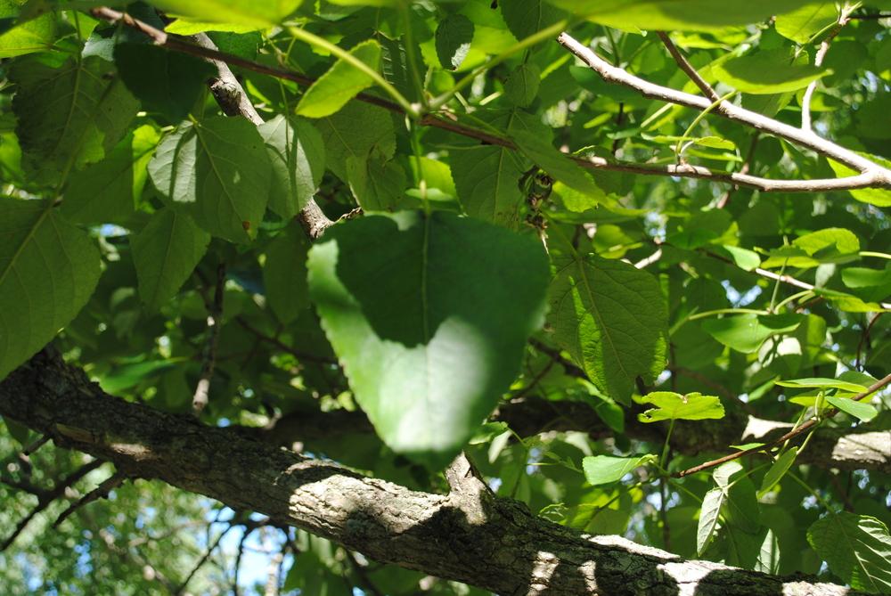 Photo of Swamp Cottonwood (Populus heterophylla) uploaded by ILPARW