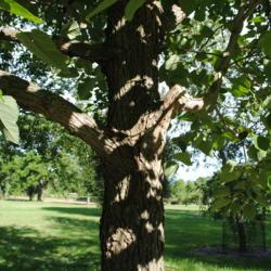 Location: Morton Arboretum west side in Lisle, IL
Date: 2016-07-18
mature trunk with bark