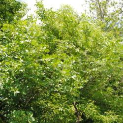 Location: Morris Arboretum in Philadelphia, PA
Date: 2016-06-15
large shrub - small tree in summer