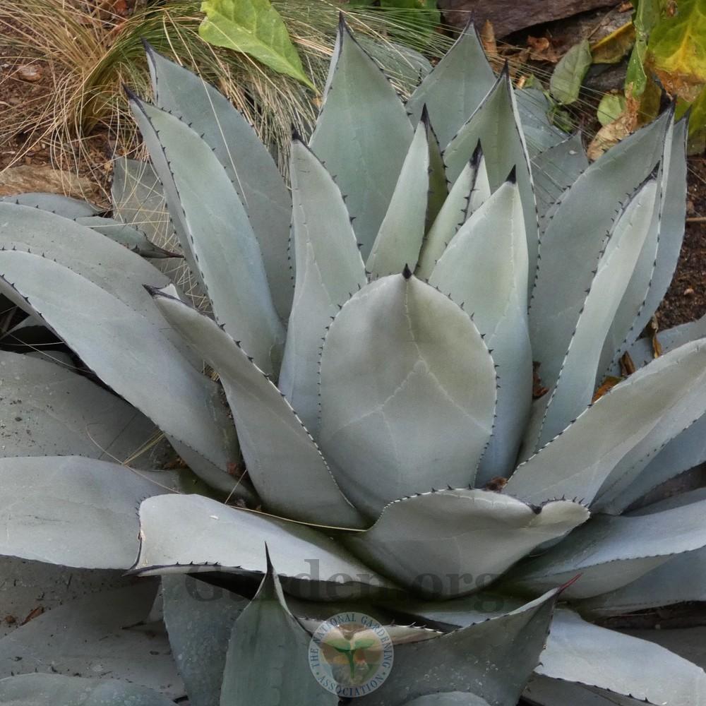 Photo of Artichoke Agave (Agave parryi var. truncata) uploaded by Patty