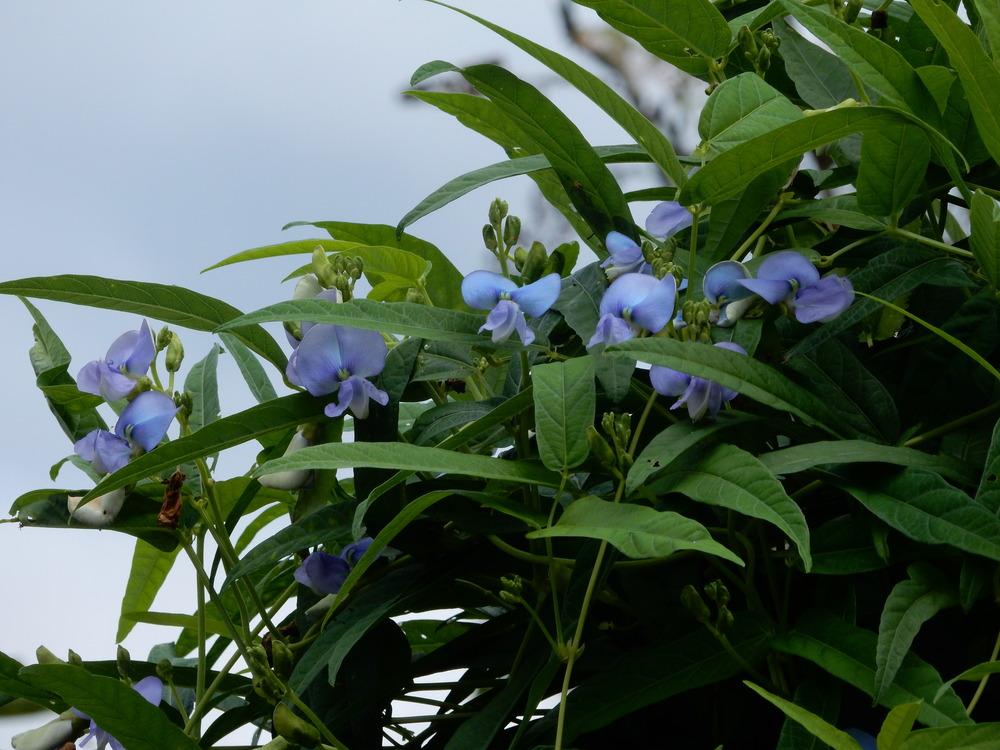 Photo of Winged Bean (Psophocarpus tetragonolobus) uploaded by tofitropic