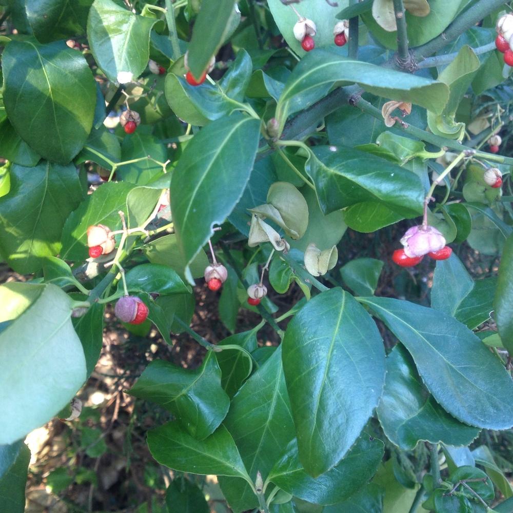 Photo of Spreading Spindle (Euonymus fortunei 'Manhattan') uploaded by csandt
