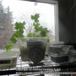 Location: Calgary, Canada
Date: 2018-01-10 
Pelargonium hispidum leaves