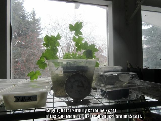 Photo of Storksbill (Pelargonium hispidum) uploaded by CarolineScott