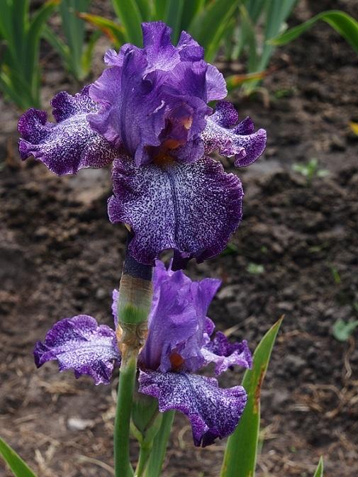 Photo of Tall Bearded Iris (Iris 'Celestial Explosion') uploaded by IaninaUkr