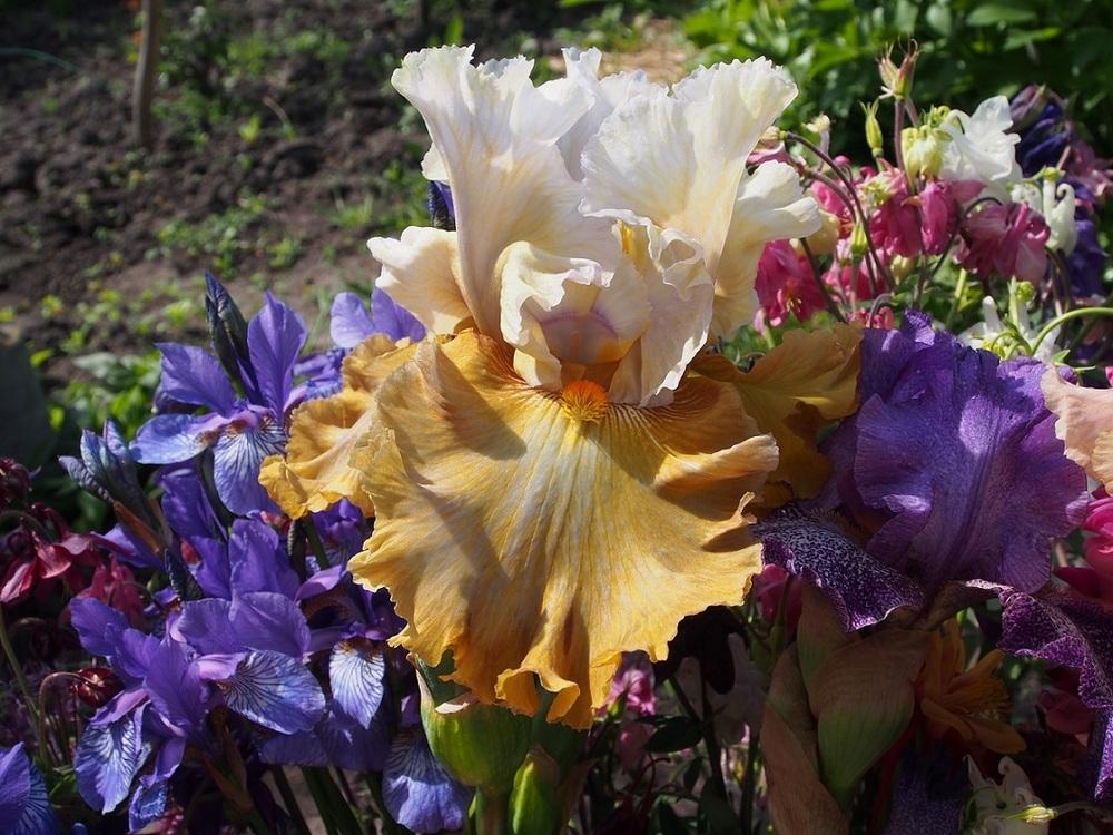 Photo of Tall Bearded Iris (Iris 'Venus Bay') uploaded by IaninaUkr