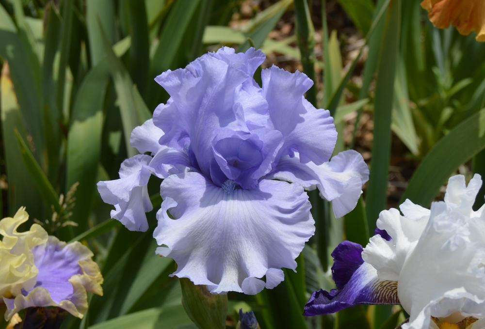 Photo of Tall Bearded Iris (Iris 'Blue Hour') uploaded by KentPfeiffer