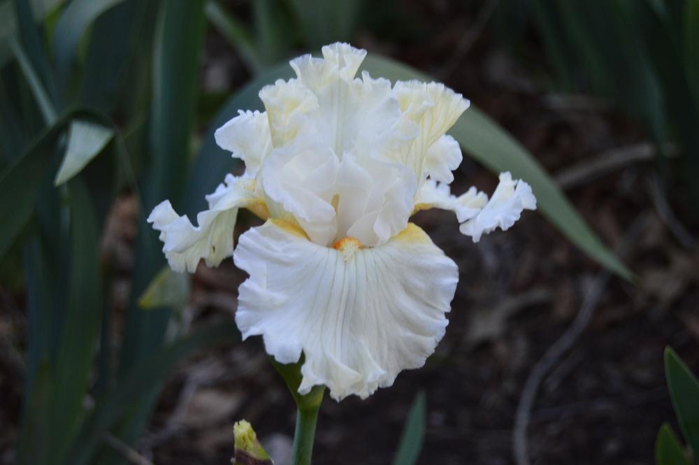 Photo of Tall Bearded Iris (Iris 'Boston Cream') uploaded by KentPfeiffer