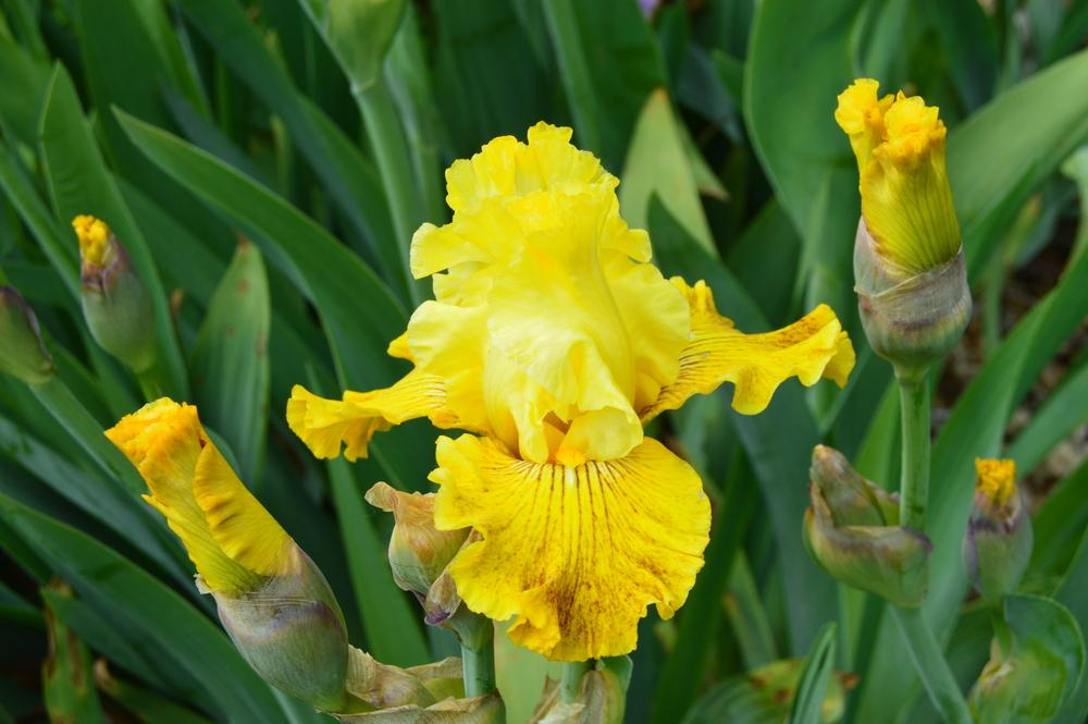 Photo of Tall Bearded Iris (Iris 'Bright Sunshiny Day') uploaded by KentPfeiffer